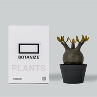 MEDICOM TOY BOTANIZE VCD Pachypodium Gracilius var. AUTUMN LEAVES 象牙宮