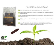 Augustfame - Black Soldier Fly Frass Fertiliser 黑水虻虫沙堆肥料 1kg Baja | Organic