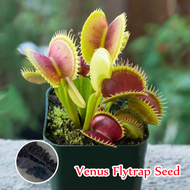 [Fast Germination] Singapore Ready Stock 50 PCS Rare Insectivorous Plant Mini Venus Flytrap Plant Se