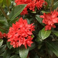 Vietnam Ixora (Pokok Renek dan Bunga CANTIK)