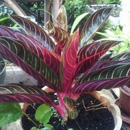 Tanaman Hias Aglonema Red Sumatra Rimbun [Ready]