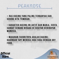 Kucing Persia Peaknose #Gratisongkir