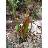 Anak benih pisang rastali /sulur 🔥 ready stock 🔥