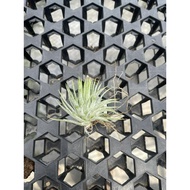 Augustfame - Tillandsia Ionantha Huamelula (S)