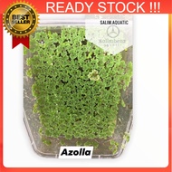 100% Original azolla pokok air hiasan Fairy moss/Azolla microphylla) floating plant/ tumbuhan air