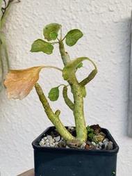 石膏琉桑