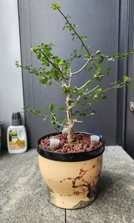 桃林橄欖 Commiphora simplicifolia 沒藥屬
