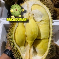 DURIAN / DUREN MONTONG BALI UTUH /BULAT