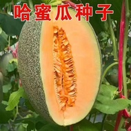 Melon Fruit Vegetable Seeds Climbing Vegetables Melon Snow Melon Tribute Melon Cantaloupe Seeds Melo