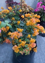 Bougainvillea Yellow Fantasy -Rare Plnt Limited Stocks Only) with FREE garden soil plastic pot - TGC