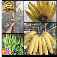 Bibit Pisang Ambon Kuning