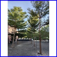 ☈ ✗ ☏ AFRICAN TALISAY (10 SEEDS) BUY 2 GET 1 FREE