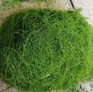 Daun Gayo Hijau Super Khas Aceh