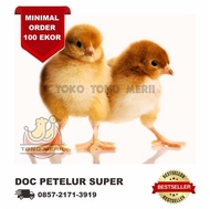 DOC Anak Ayam Petelur Layer Grade Super - Strain Isa Brown