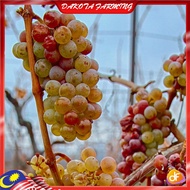 Anak Pokok Anggur Grape Vidal Blanc Pokok Premium Cepat  Berbuah Import Dari Thailand