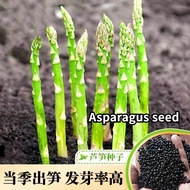 BIJI Benih Asparagus Imported asparagus seeds green asparagus seed heat and cold resistant vegetable