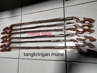 Tangkringan gawang untuk murai/tangkringan gawang kombinasi asem Bali murai batu