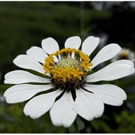 Biji benih zinnia kuning cair (yellowish zinnia seed)