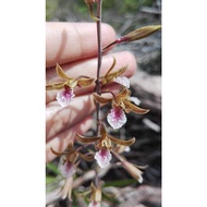 Eulophia graminea (orkid tanah) Orkid Hutan Orkid Liar Wild Orchid