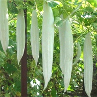 Quality Seeds ️Seeds of bitter melon, white bitter melon, luffa, and luffa