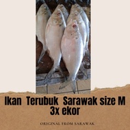 Ikan Terubuk Masin Sarawak