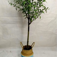 Influencer Olive Tree Green Plant Indoor Decoration Olive Tree Floor Office Large Potted Fake Tree S
