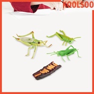 [Koolsoo] Locust Life Cycle Set Growth Cycle Lifelike Preschool Growth Cycle Figures Science Toy for Kids Boy Girls Themed Party Favors