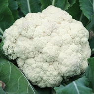 White Cauliflower Seeds Cauliflower White Jade Green Stem Pine Cauliflower Seeds Cauliflower Seeds C