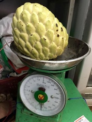 Cây Na thái - Na Xiêm (ảnh thật) cho trái siêu to khổng lồ