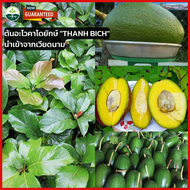 🥑 ต้นอะโวคาโดยักษ์ "THANH BICH" นำเข้าจากเวียดนาม ต้นอโวคาโดแบบเพาะเมล็ด 🥑 สูง 60-80เซ็น ติดผลตลอดปี ให้ผลผลิตสูง