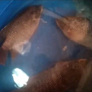 ikan gurame hidup 1kg