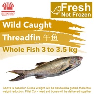 QQMart Fresh Seafood - Fresh Wild Caught Threadfin 午鱼 Whole Fish - (Direct from Fishery Port to your