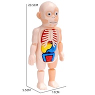 new Montessori Toys Children Science Education Human Body Organ Anatomy Model DIY Assembled Medical 