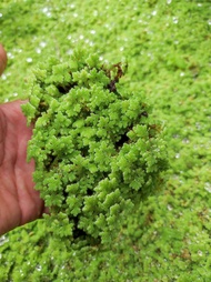 [Aquatic Plants] GIANT SALVINIA MOLESTA & AZOLLA best for guppy fish tank #guppyfish #betta