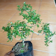 Bonsai Seribu Bintang / bonsai mini seribu bintang / BONSAI MINI