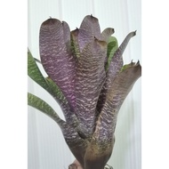bromeliad vriesea Hawaiian