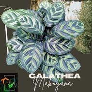 ✒ ☸ ◄ Calathea Makoyana Live Plants