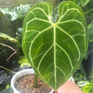 Anthurium Regale Silver