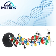Meterk DNA Double Helix Model แบบจำลอง DNA เพื่อการศึกษาสำหรับโรงเรียน