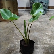 pokok keladi gajah telinga tegak