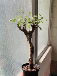 馬達加斯加_扭莖沒藥橄欖