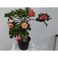 POKOK BUNGA KEMBOJA ADENIUM