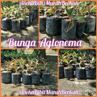 Bibit Bunga Aglonema