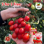 【5 for 5 free】Red Cherry Tomato Seeds for Planting 200pcs Organic Fruit Seeds Fruits Plant Seeds
