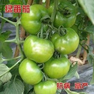 北方賊不偷綠番茄種子 種籽東北綠柿子綠色青果大番茄種子 種籽櫻桃番茄種子 種籽