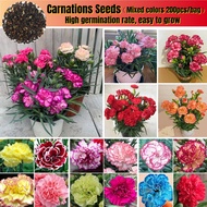 200pcs Mix Colour Carnations Seeds Rose Jepun Carnations Flowers Seed Benih Pokok Bunga Mother Flower Plant Seeds
