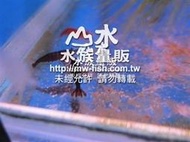 【山水水族】特A級黑金剛蝦(2~3CM)米蝦一組5隻