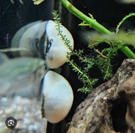 3+1(DOA) nerite beluga white helmet snail