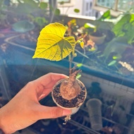 Cissus Repanda - Panivel M size | Rare Wild Grape | Unique Houseplant