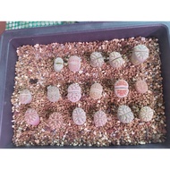 Lithops mixed colour 混色生石花 1.0-1.3cm